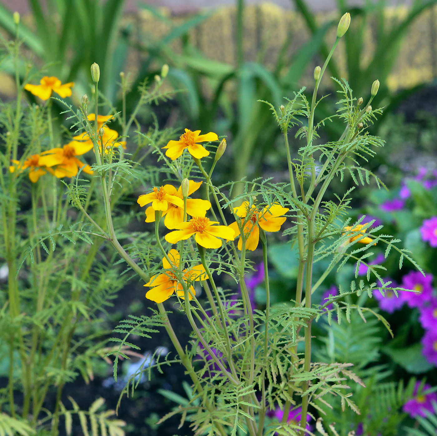 Изображение особи Tagetes tenuifolia.