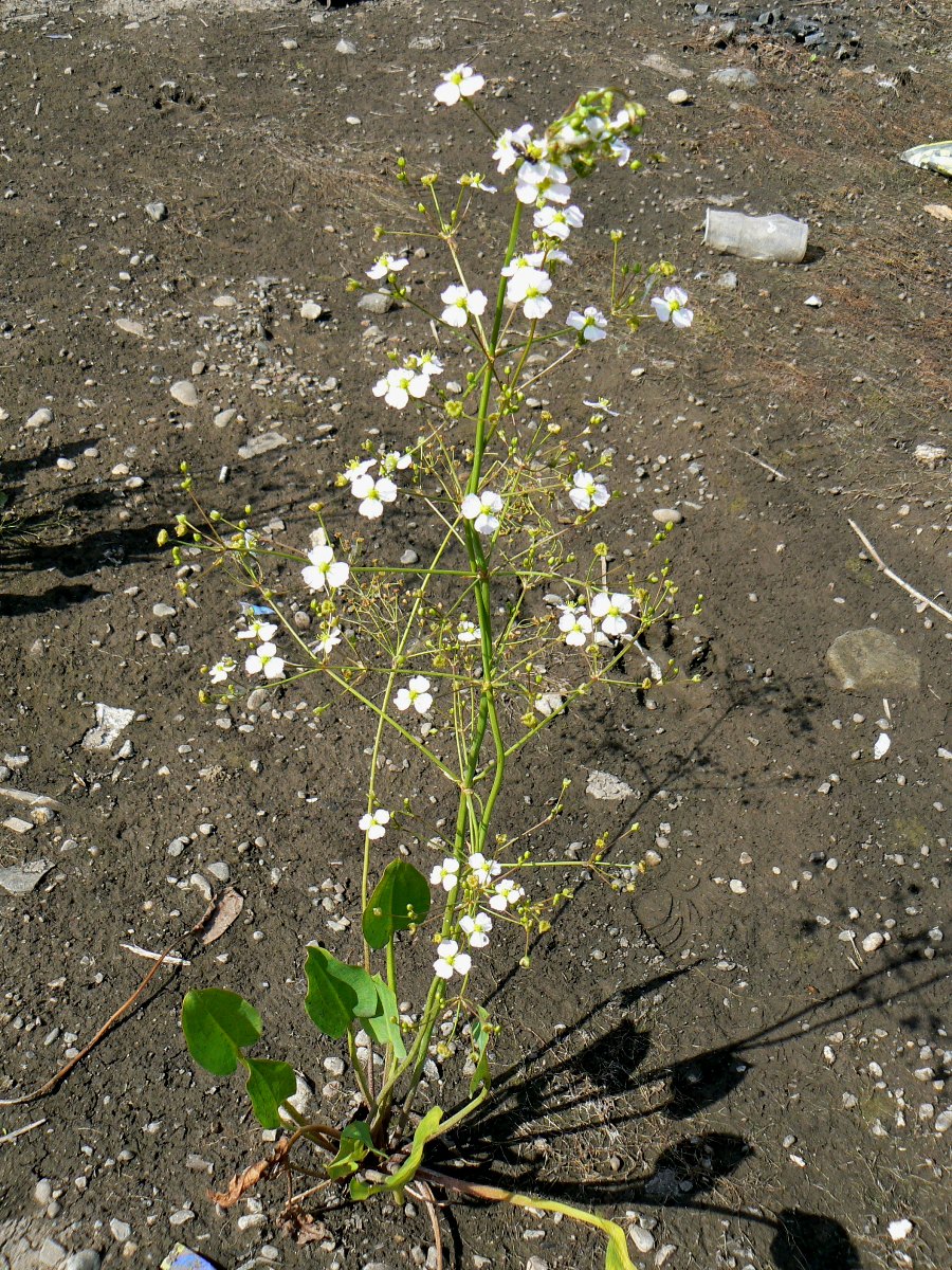 Изображение особи Alisma plantago-aquatica.