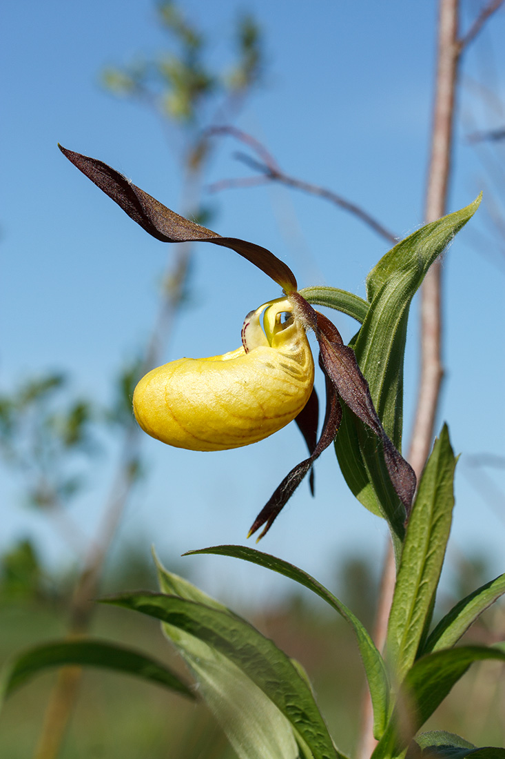 Image of Cypripedium calceolus specimen.