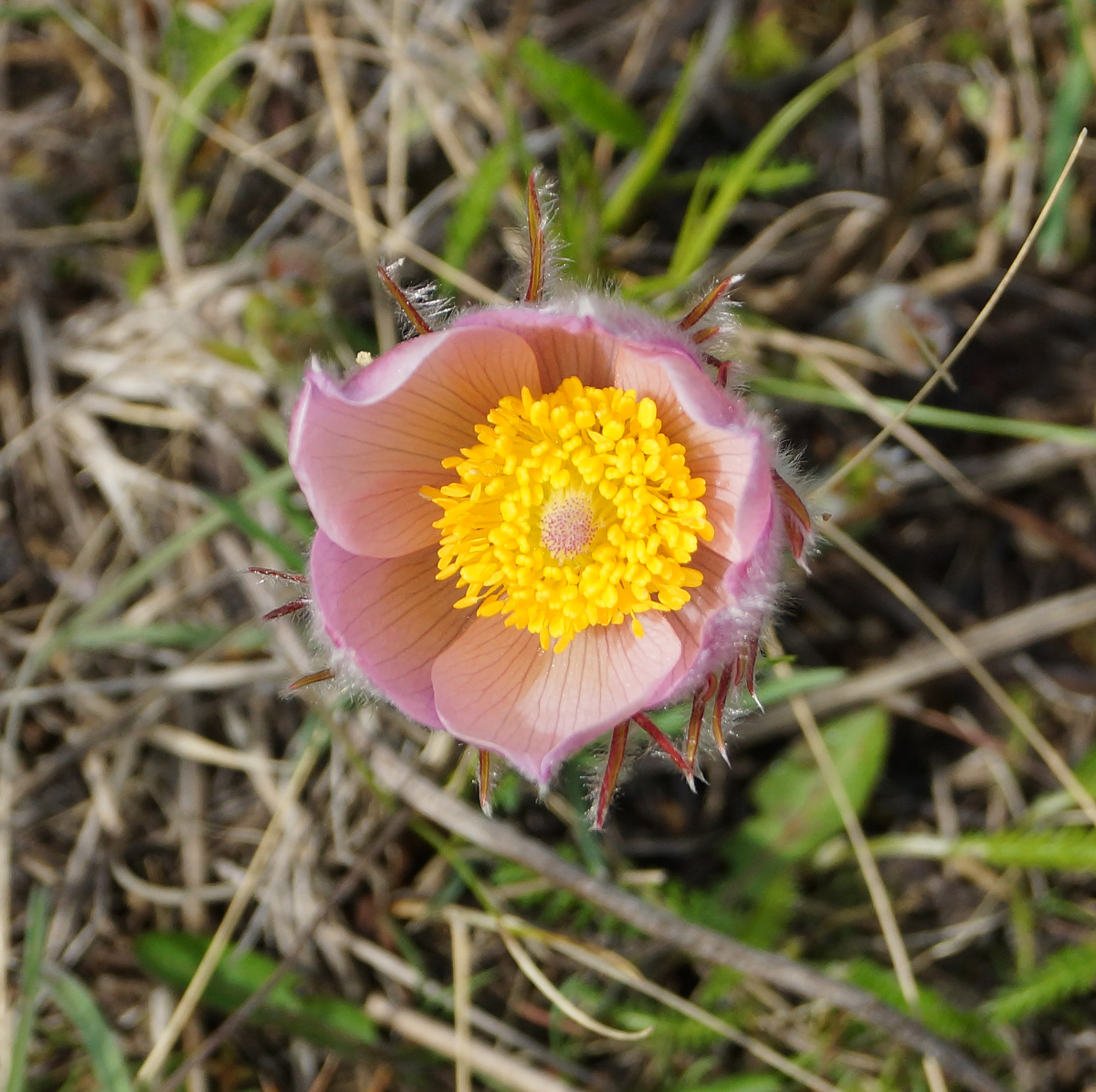 Изображение особи Pulsatilla multifida.