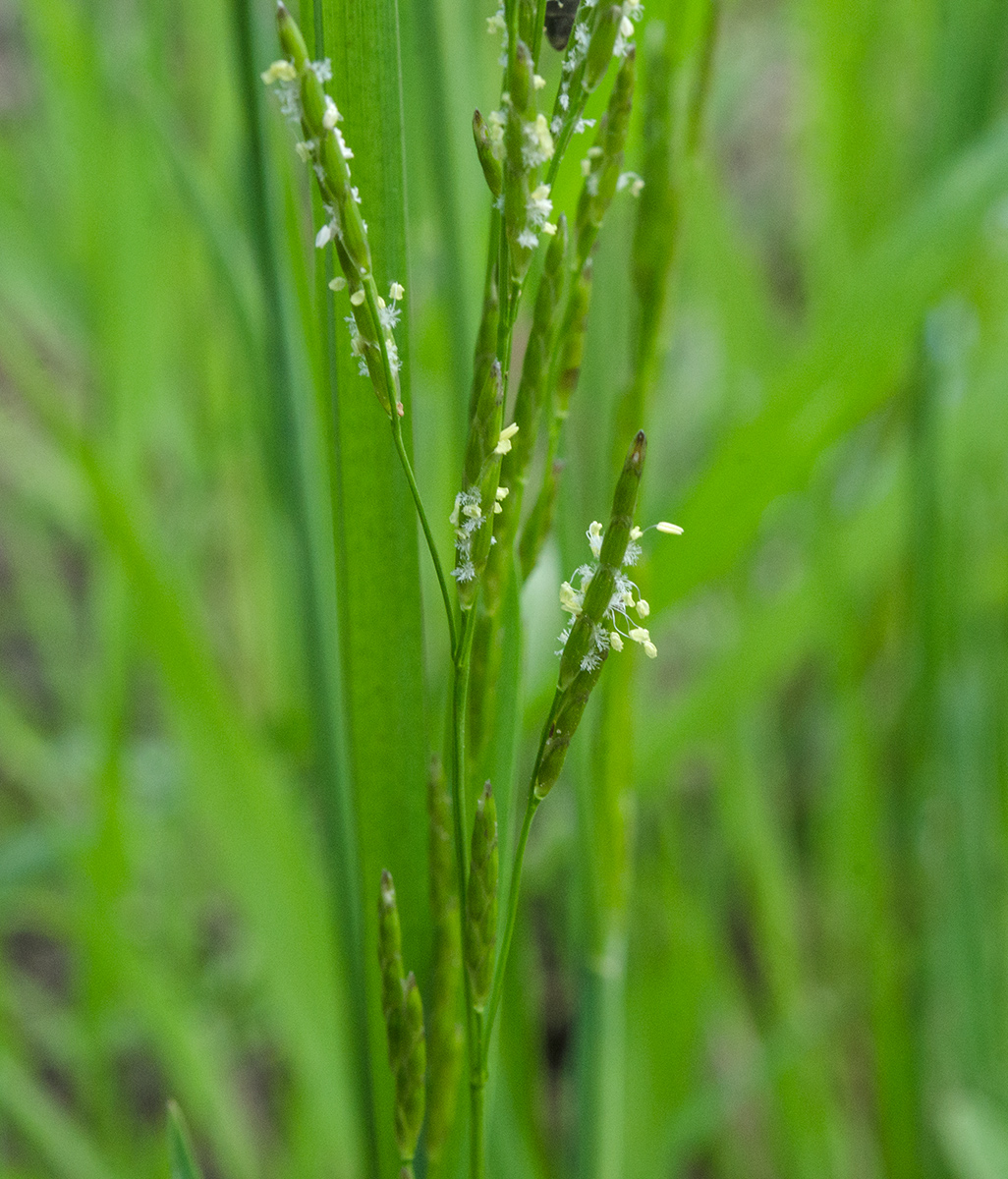 Image of Glyceria notata specimen.