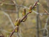 Salix bebbiana