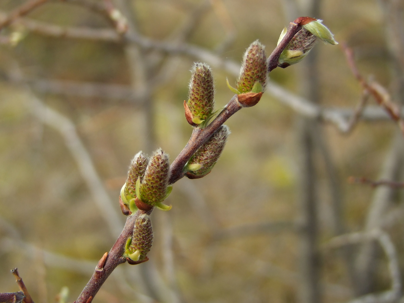 Изображение особи Salix bebbiana.