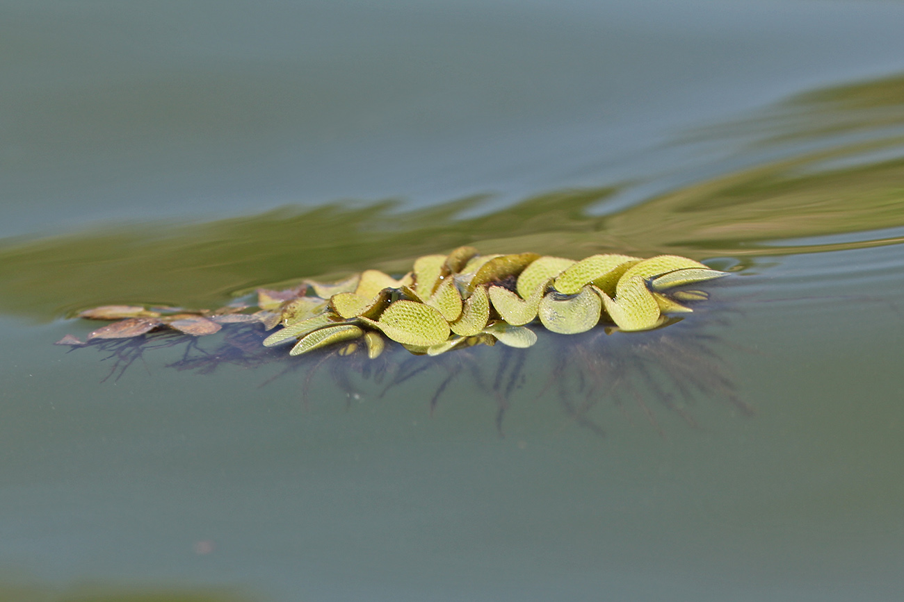 Image of Salvinia natans specimen.