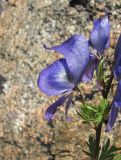 Aconitum cymbulatum. Цветок (вид сбоку). Кабардино-Балкария, Эльбрусский р-н, долина р. Ирикчат, ок. 3000 м н.у.м., каменистый склон. 06.08.2018.