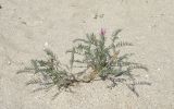 Astragalus onobrychis