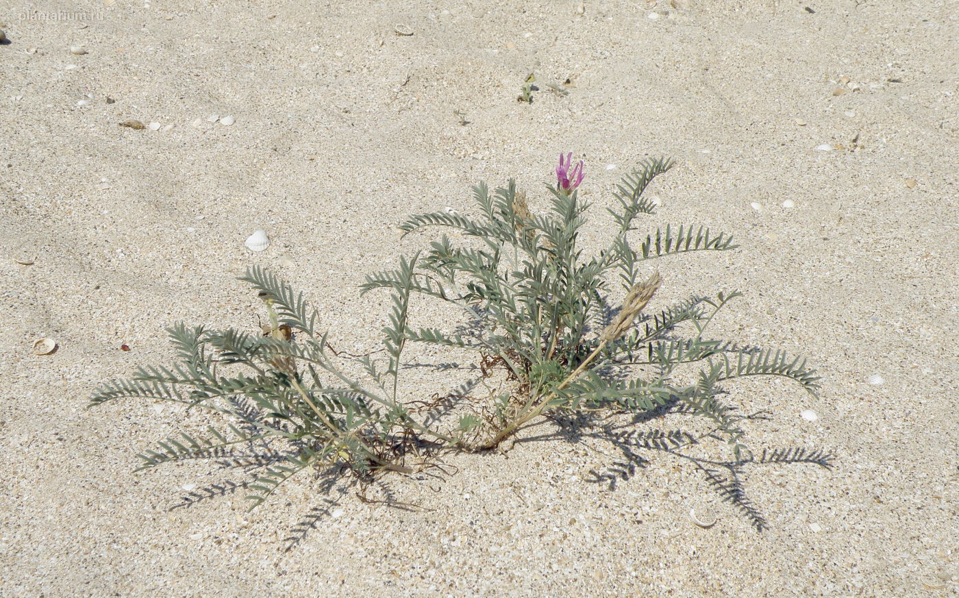 Изображение особи Astragalus onobrychis.