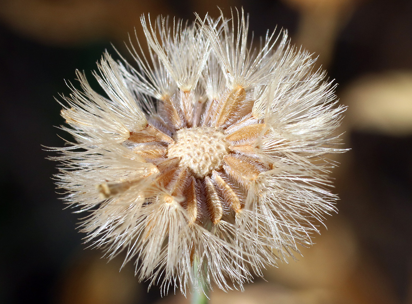 Image of Heteropappus canescens specimen.