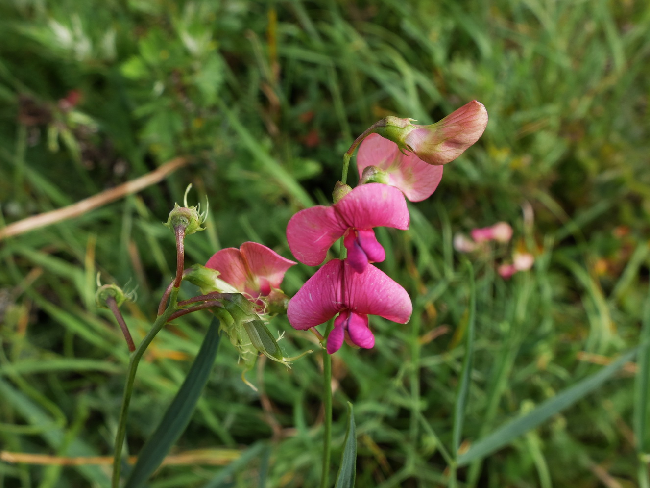 Изображение особи Lathyrus sylvestris.