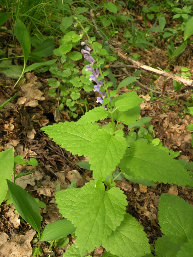 Image of Scutellaria altissima specimen.
