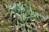 Centaurea cheiranthifolia. Цветущее растение. Карачаево-Черкесия, Зеленчукский р-н, окр. пос. Архыз, хребет Аркасара, долина р. Малая Дукка, ≈ 1980 м н.у.м., обочина дороги. 02.08.2018.