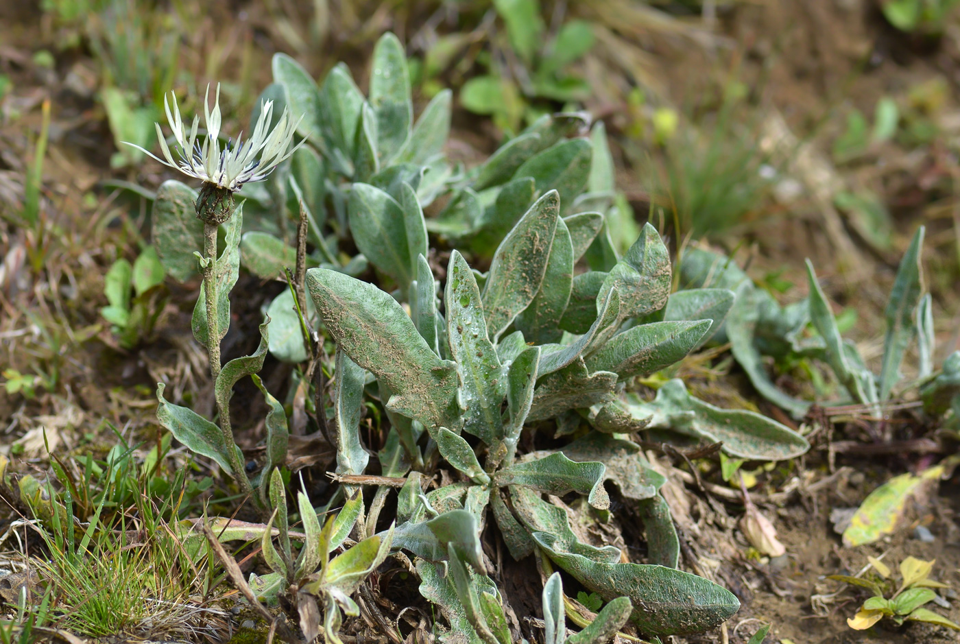 Image of Centaurea cheiranthifolia specimen.