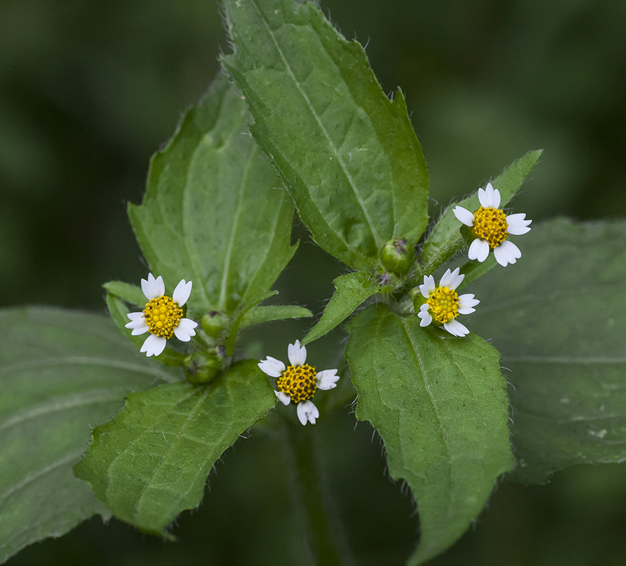 Image of Galinsoga quadriradiata specimen.