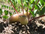Astragalus sewertzowii. Плоды и основания листьев. Казахстан, Западный Тянь-Шань, Киргизский хр., ущ. Мерке, ≈ 1300 м н.у.м., саванноидный мелкозёмный склон южной экспозиции. 25 мая 2018 г.