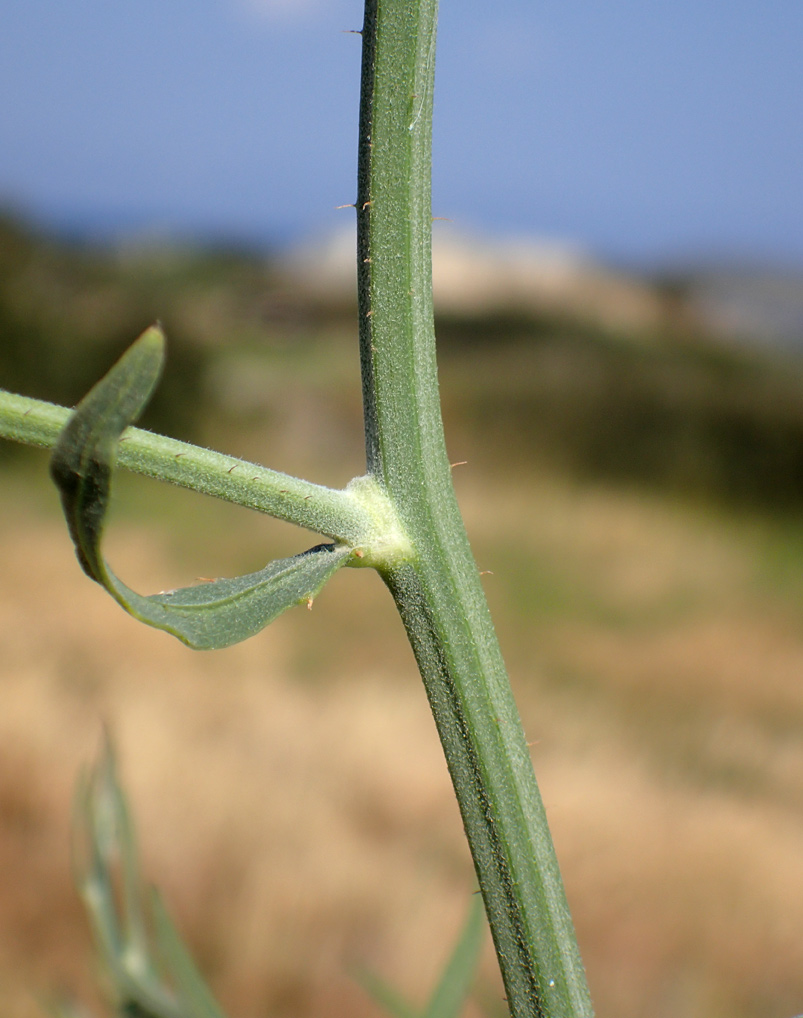 Image of Cichorium intybus specimen.