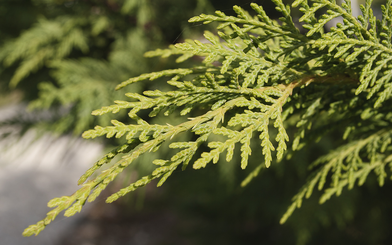 Изображение особи Cupressus &times; leylandii.