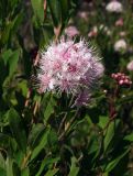 Spiraea humilis. Верхушка цветущего побега. Магаданская обл., окр. г. Магадан, ост. \"Аммональная\", разнотравная поляна в лиственичнике. 16.07.2018.