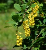 Berberis vulgaris. Верхушка побега с соцветиями. Восточный Казахстан, г. Усть-Каменогорск, парк Жастар, в культуре. 04.06.2018.