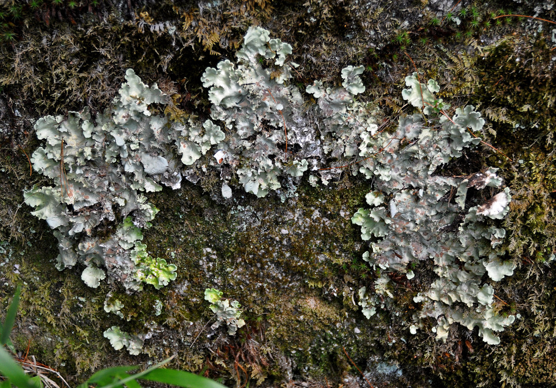 Image of Nephroma arcticum specimen.