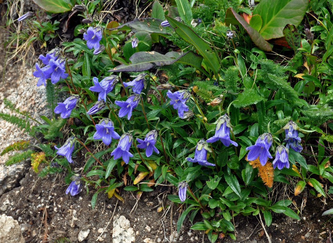 Изображение особи Campanula dasyantha.