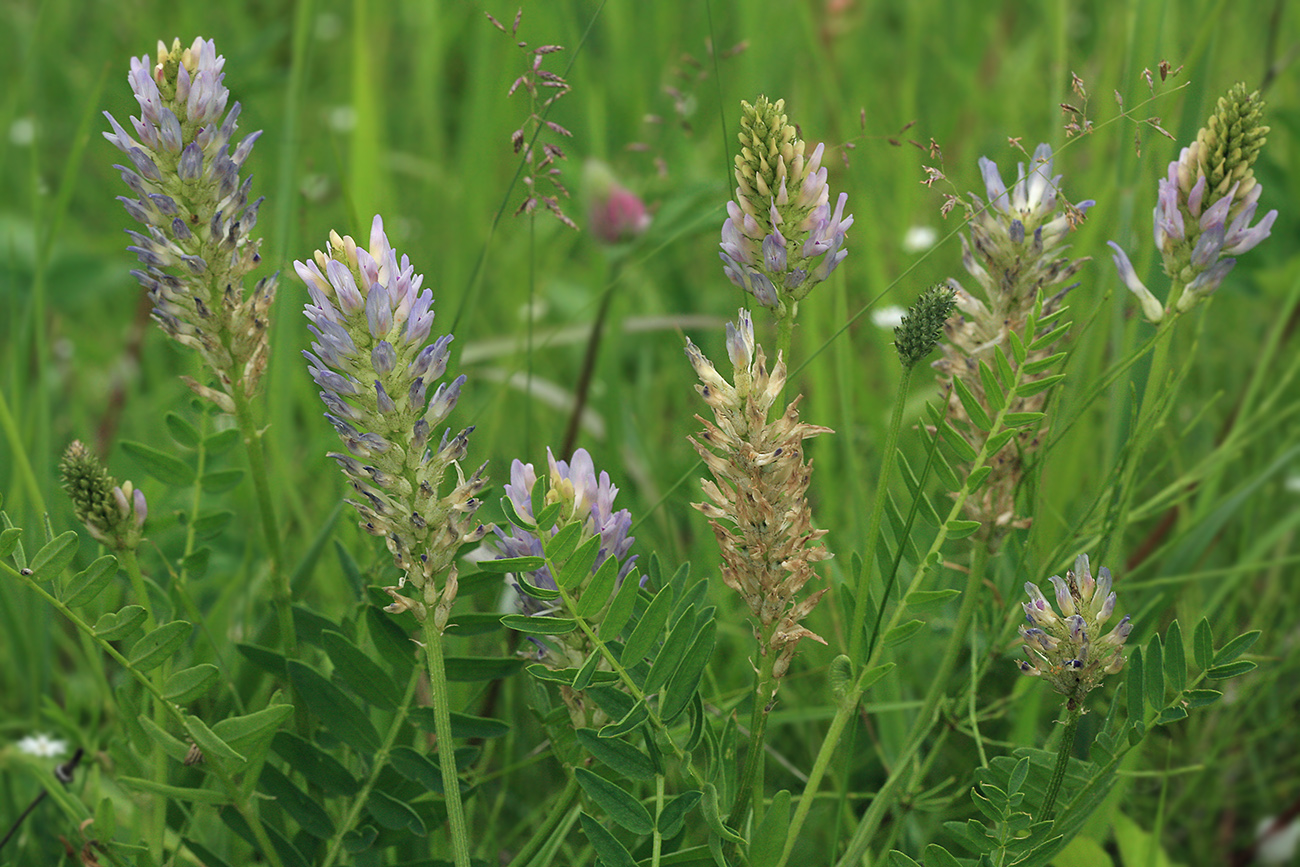 Изображение особи Astragalus adsurgens.