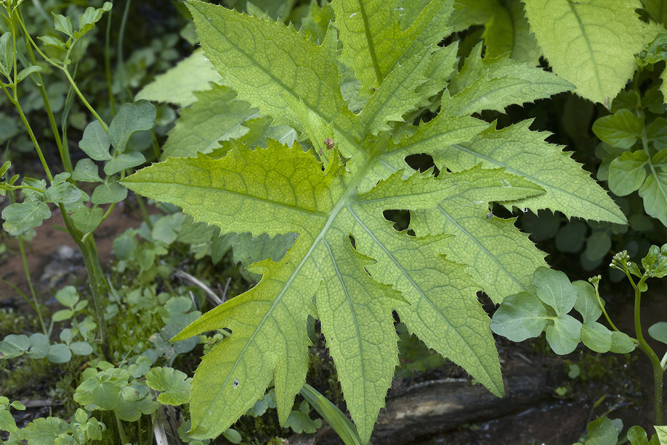 Изображение особи Cirsium oleraceum.