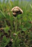 Antennaria carpatica. Генеративный побег с тычиночным соцветием. Украина, Закарпатская обл., Раховский р-н, хр. Свидовец, ≈ 1800 м н.у.м., альпийское травянисто-кустарничковое сообщество. 29 июня 2010 г.