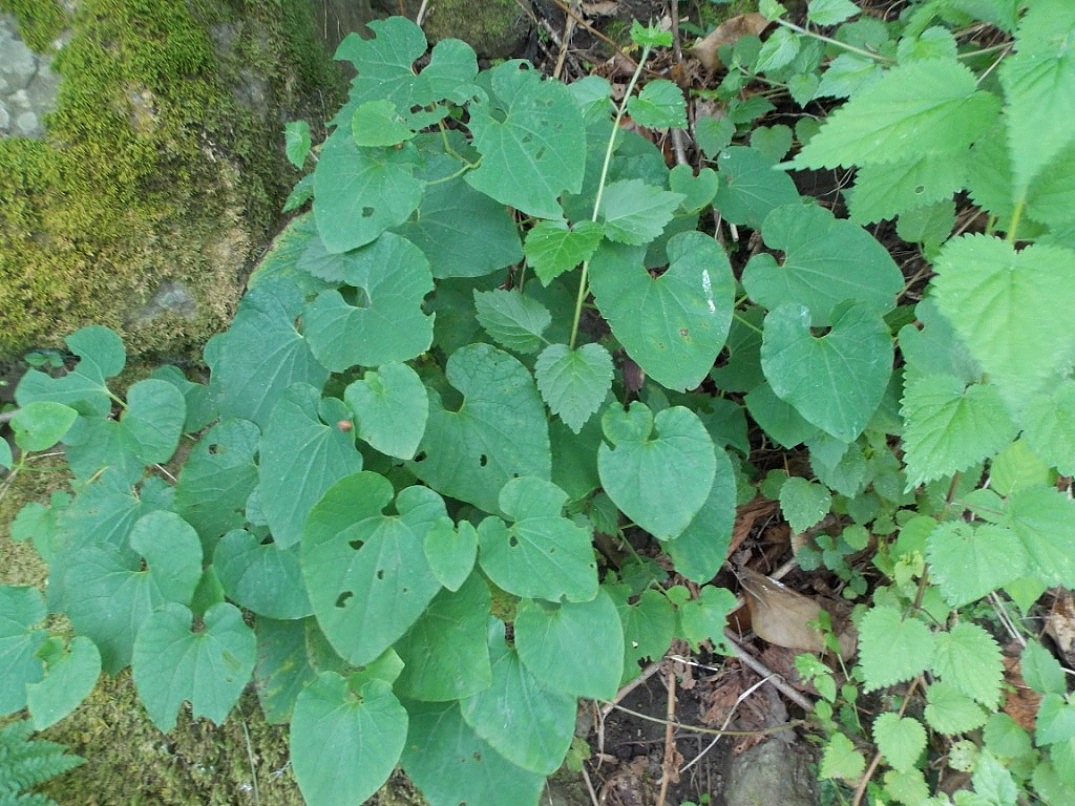 Изображение особи Aristolochia pontica.