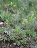 Potentilla longipes