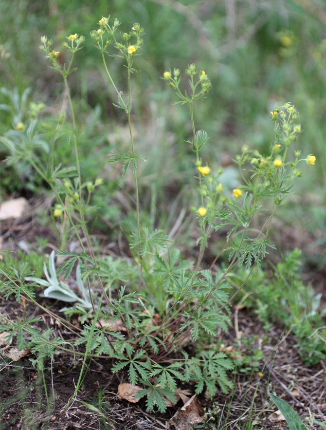 Изображение особи Potentilla longipes.