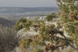 Juniperus deltoides. Ветка с созревающими шишкоягодами. Крым, окр. г. Бахчисарай, Менгирная балка, вершина склона. 16.02.2019.