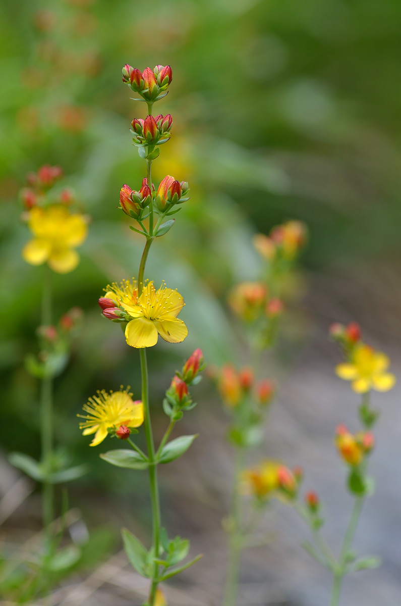 Изображение особи Hypericum linarioides.