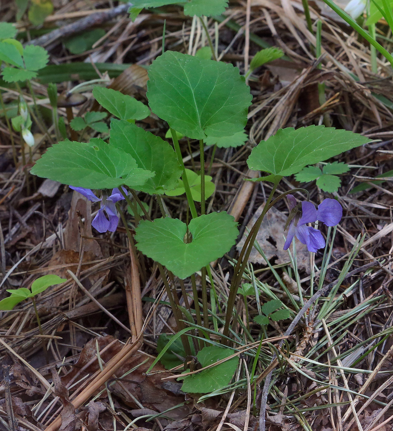 Image of Viola selkirkii specimen.