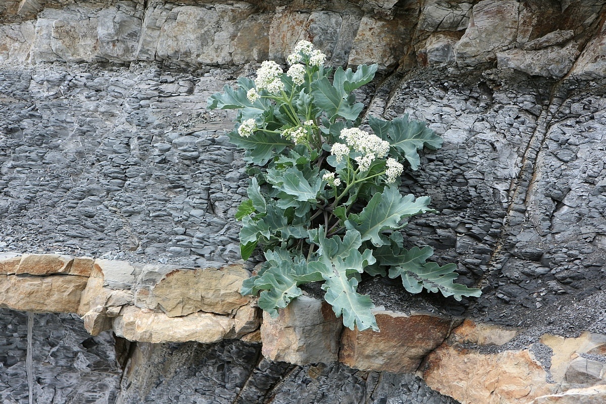 Изображение особи Crambe maritima.