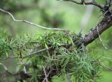 Juniperus deltoides