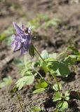 Corydalis solida. Отцветающее растение (слева — проросток Acer platanoides). Владимир, Патриарший сад, на склоне вала под деревьями. 25.04.2019.