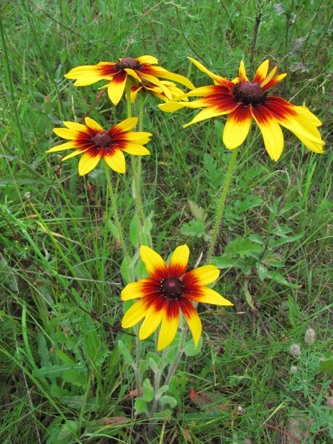 Изображение особи Rudbeckia bicolor.