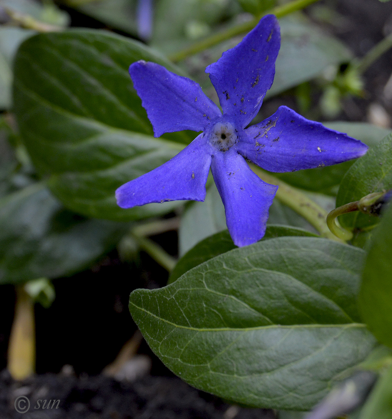 Изображение особи Vinca herbacea.