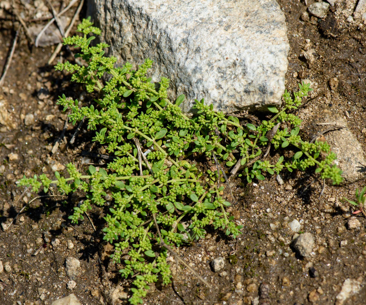 Изображение особи Herniaria glabra.