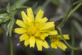 Crepis ramosissima