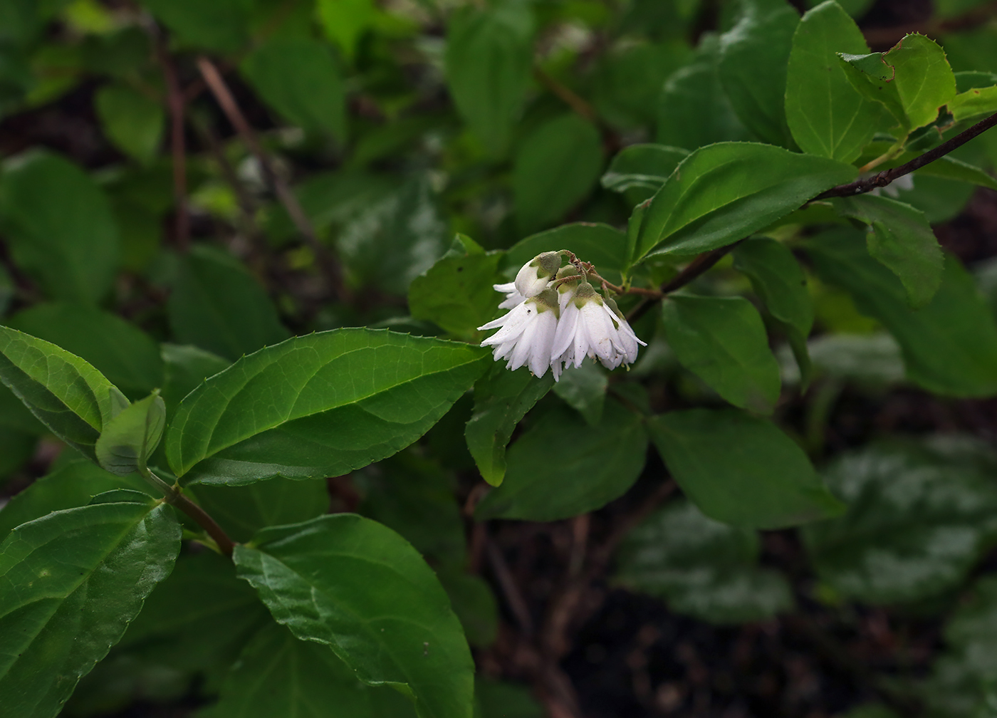 Image of genus Deutzia specimen.