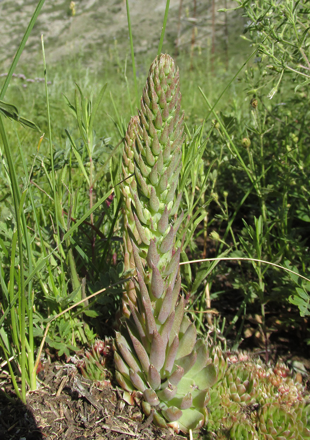 Изображение особи Orostachys spinosa.