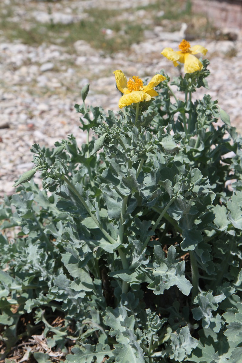 Image of Glaucium flavum specimen.