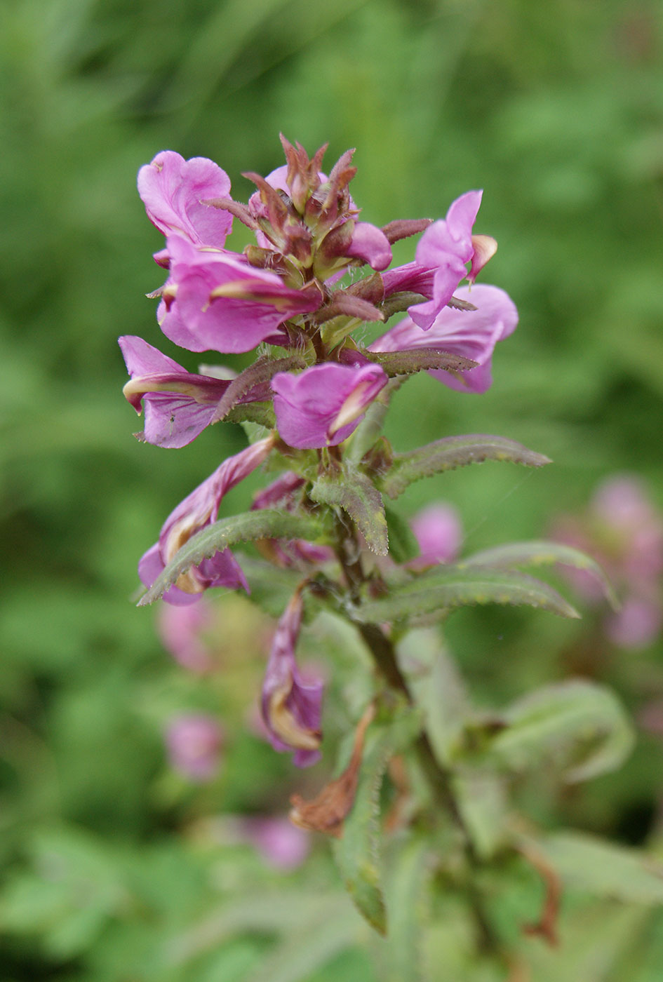 Image of Pedicularis resupinata specimen.