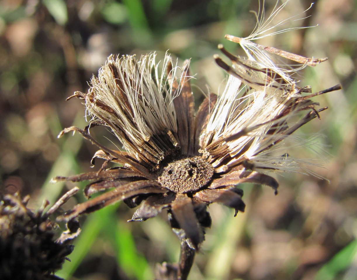 Image of Inula germanica specimen.