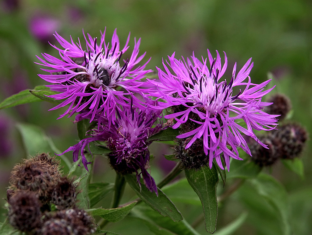 Image of Centaurea phrygia specimen.