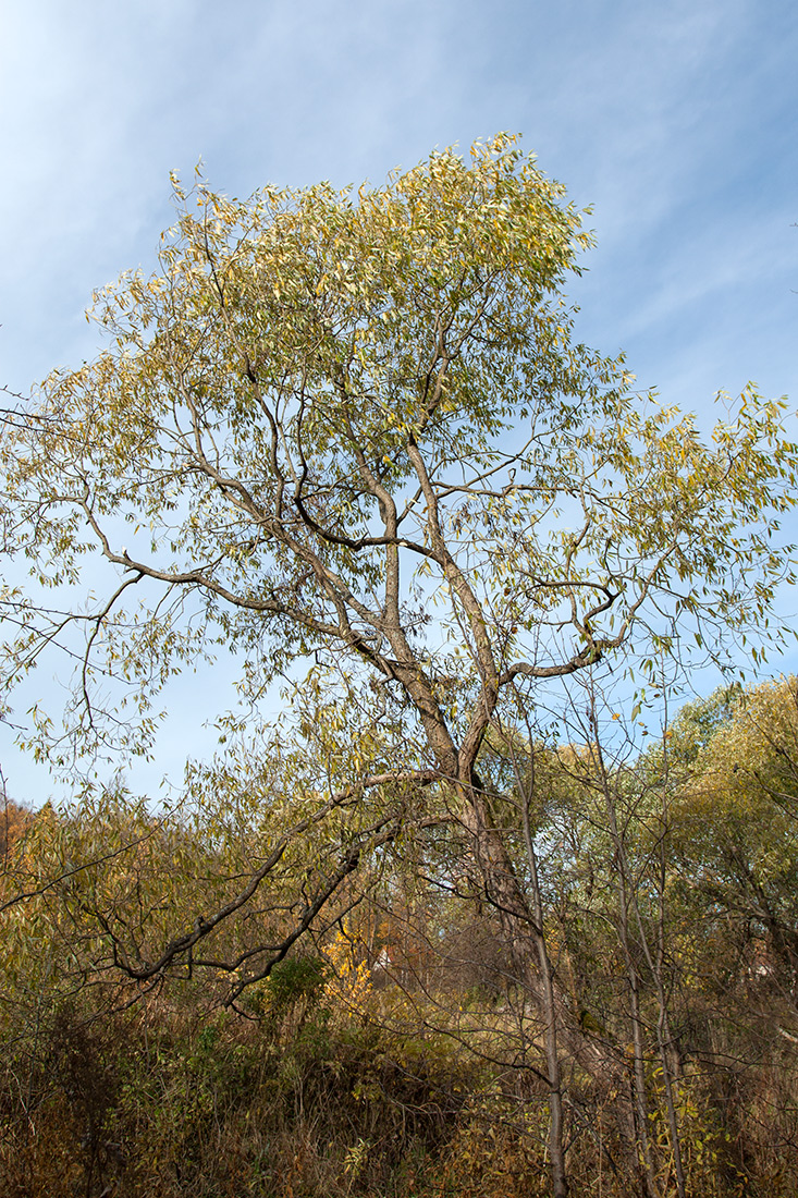 Изображение особи Salix euxina.