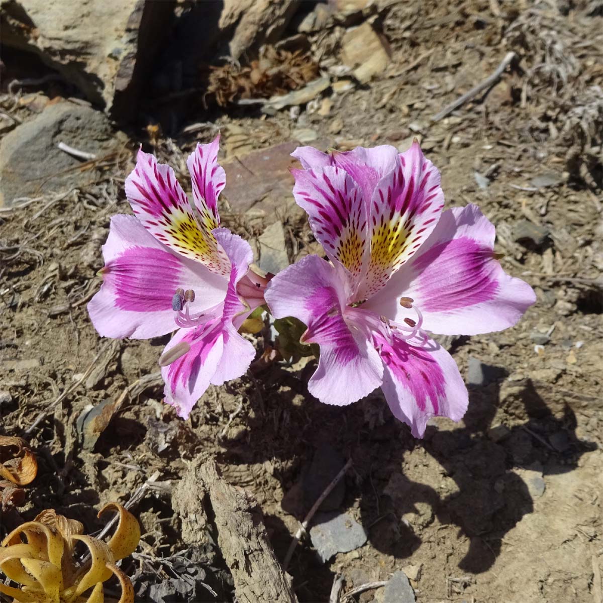 Image of Alstroemeria caryophyllaea specimen.