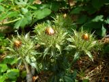 Carlina vulgaris