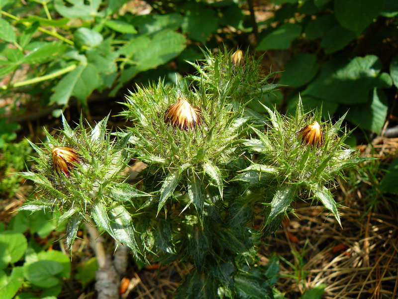 Image of Carlina vulgaris specimen.